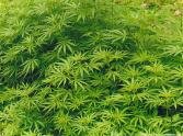 marijuana_pot_cannabis_mary_jane_field_big_crop