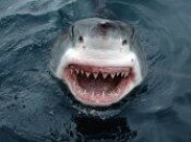 <em>Jersey Shore Shark Attack</em> is a real and beautiful thing